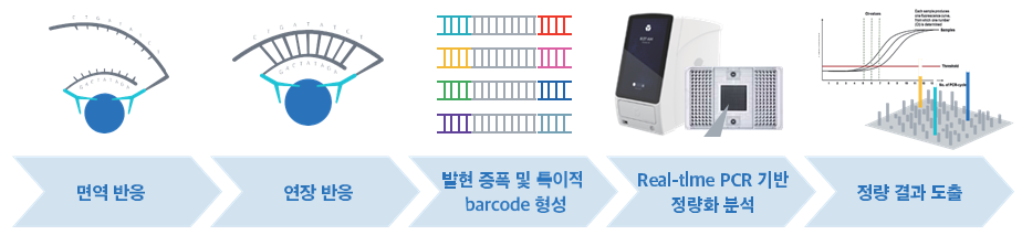 Olink PEA(Proximity Extension Assay) 정량 프로세스 다이어그램 — 면역 반응 → 연장 반응 → 발현 증폭 및 특이적 barcode 형성 → Real-time PCR 기반 정량화 분석 → 정량 결과 도출